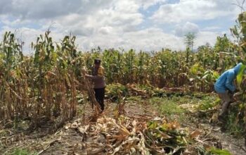 Pemantauan Panen Jagung di Dompu, Polri Perkuat Ketahanan Pangan Nasional