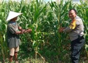 Wujudkan Kemandirian Pangan, Kapolsek Labuapi Instruksikan Personel Jadi Motivator Petani di Tengah Sawah