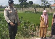 Lahan Kosong Jadi Sumber Cuan, Aksi Nyata Polsek Labuapi Perkuat Ketahanan Pangan Nasional