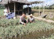 Bhabinkamtibmas Desa Bagik Papan Intensifkan Silaturahmi dan Cek Tanaman Bawang Merah Warga