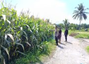Bhabinkamtibmas Desa Aikmel Timur Monitoring Tanaman Jagung Warga untuk Dukung Ketahanan Pangan