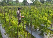 Bhabinkamtibmas desa lendang nangka Polsek Masbagik Cek lahan ketahanan Pangan bergizi di dusun gonjong