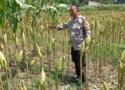 Polsek Labuapi Kawal Petani Jagung Lombok Barat Hadapi Panen