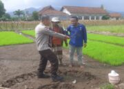 Sinergi Nyata di Tengah Sawah, Cara Polres Lombok Barat Motivasi Petani Gerung Capai Target Panen Maksimal