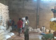 Stok Pangan Aman! Puluhan Ton Jagung Hasil Panen Petani Mareje Resmi Membanjiri Gudang Bulog