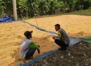Panen Jagung Warga Dipantau Polisi, Distribusi ke Bulog Didorong