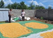 Bhabinkamtibmas Beri Motivasi Petani, Penjemuran Jagung di Tolokalo Berjalan Lancar