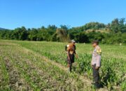 Dukung Ketahanan Pangan, Bhabinkamtibmas Desa Tarusa Sambangi Petani Jagung