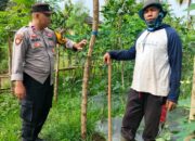 Bhabinkamtibmas Arab Kenangan Monitoring Ketahanan Pangan Warga, Dukung Program Swasembada