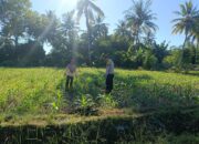 Dukung Ketahanan Pangan Nasional, Bhabinkamtibmas Desa Tarusa Pantau Penanaman Jagung Hibrida