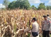 Polres Bima Kota Laksanakan Pengecekan Lahan Jagung Menjelang Panen Raya Kuartal II Tahun 2026