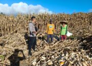 Bhabinkamtibmas Desa Mata Berikan Motivasi dan Edukasi kepada Petani Jagung