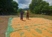 BHABINKAMTIBMAS DESA NANGAMIRO LAKUKAN PEMANTAUAN HASIL PANEN JAGUNG WARGA DALAM MENDUKUNG KETAHANAN PANGAN NASIONAL