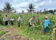 Sat Binmas Polres Lombok Tengah Cek Kesiapan Panen Raya Jagung Kuartal II 2026