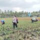 Bhabinkamtibmas Gerung Dorong Produktivitas Petani Jagung