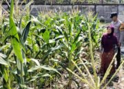 Cara Polsek Labuapi Lombok Barat Akselerasi Program Ketahanan Pangan