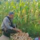 Sentuhan Humanis Polsek Batulayar Dampingi Warga Jaga Ketahanan Pangan Lewat Hortikultura