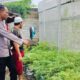 Bhabinkamtibmas Bajur Jaga Ketahanan Pangan Nasional