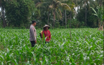 Bhabinkamtibmas Desa Pringgabaya Utara Cek Lahan Jagung dan Imbau Petani Jual Hasil Panen ke Bulog