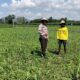 Ketahanan Pangan Nasional, Bhabinkamtibmas Polsek Bolo Intensifikan Pemantauan Pertumbuhan Jagung Warga Binaan