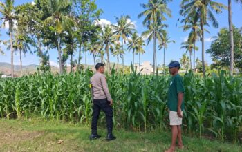 BHABINKAMTIBMAS DESA DOROKOBO MONITORING LAHAN JAGUNG WARGA, DORONG PENINGKATAN PRODUKSI PERTANIAN