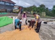 Dari Tanam hingga Panen, Bhabinkamtibmas Desa O’o Polsek Dompu Konsisten Dampingi Petani Jagung