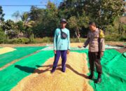 Cegah Penurunan Mutu Hasil Panen, Bhabinkamtibmas Awasi Proses Penjemuran Jagung