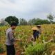 Sinergi Polri dan Petani, Bripda Shandy Turun Ke Sawah Sukseskan Panen Jagung di Desa Siding