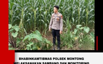 Polsek Montong Polres Tuban Turun Cek Tanaman jagung Warga di Desa Pakel