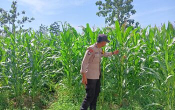 Polsek Singgahan Polres Tuban Turun Cek Tanaman jagung Warga di Desa Mulyoagung
