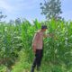 Polsek Singgahan Polres Tuban Turun Cek Tanaman jagung Warga di Desa Mulyoagung