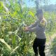 POLSEK BANGILAN DUKUNG KETAHANAN PANGAN, PERSONEL POLRI MONITORING TANAMAN JAGUNG DI WILAYAH BANGILAN