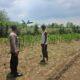 Polsek Jatirogo Cek Lahan Produktif di Desa Jombok, Dukung Ketahanan Pangan Nasional