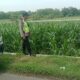 Polri Dukung Astacita, Polsek Rengel Polres Tuban Turun Cek Tanaman Jagung Warga di Desa Campurejo