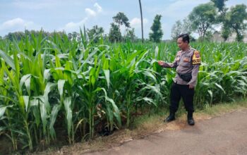 Polri Dukung Astacita, Polsek Palang Polres Tuban Turun Cek Tanaman jagung milik Warga di Desa Tegalbang