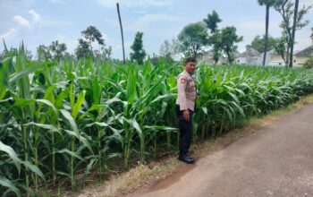 Polri Dukung Astacita, Polsek Palang Polres Tuban Turun Cek Tanaman jagung milik Warga di Desa Tasikmadu