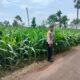 Polri Dukung Astacita, Polsek Palang Polres Tuban Turun Cek Tanaman jagung milik Warga di Desa Tasikmadu