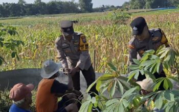 Polsek Widang Pendampingan Petani Jagung Di Desa Compreng