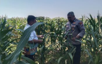 Anggota Bhabinkamtibmas Polsek Jenu Polres Tuban Turun ke Ladang, sambang lahan pertanian.