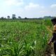 Polsek Grabagan polres Tuban Polda Jawa Timur Dukung Penuh Swasembada Pangan Presiden Prabowo Melalui Pendampingan Petani