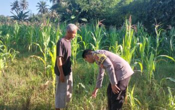 Dampingi Petani di Buin Baru, Bhabinkamtibmas Desa Buin Baru Tinjau Ketahanan Pangan Lokal