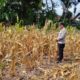 Polri Dukung Astacita, Polsek Semanding Polres Tuban Turun Cek Tanaman jagung milik Warga di Desa Ngino