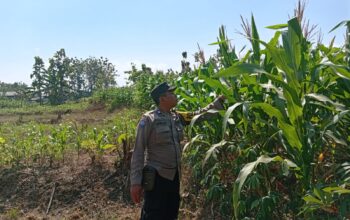 Dukung Astacita, Polsek Jatirogo Polres Tuban Pantau Langsung Lahan Jagung Warga Desa Jatiklabang