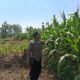 Dukung Astacita, Polsek Jatirogo Polres Tuban Pantau Langsung Lahan Jagung Warga Desa Jatiklabang
