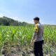 Dalam rangka Dukung Program Astacita, Bhabinkamtibmas Desa Cengkong Polsek Parengan Polres Tuban cek lokasi Tanaman Jagung milik petani di Desa Cengkong Kec. Parengan Kab. Tuban
