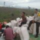 Bhabinkamtibmas Polsek Woja Pantau Panen Jagung Warga, Wujud Dukungan Polri terhadap Program Ketahanan Pangan Nasional