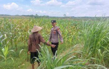 Bhabinkamtibmas Desa Leran Polsek Senori Polres Tuban Dampingi Warga, Pantau Tanaman Jagung Dukung Ketahanan Pangan Nasional