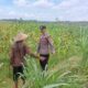Bhabinkamtibmas Desa Leran Polsek Senori Polres Tuban Dampingi Warga, Pantau Tanaman Jagung Dukung Ketahanan Pangan Nasional