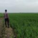 Polri Dukung Astacita, Polsek Merakurak Polres Tuban Turun Cek Tanaman Jagung Warga di Desa Tuwiri Wetan