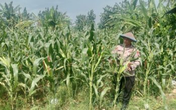 Polsek Soko polres Tuban Polda Jawa Timur Bergerak! Dukung Penuh Swasembada Pangan Presiden Prabowo Melalui Pendampingan Petani